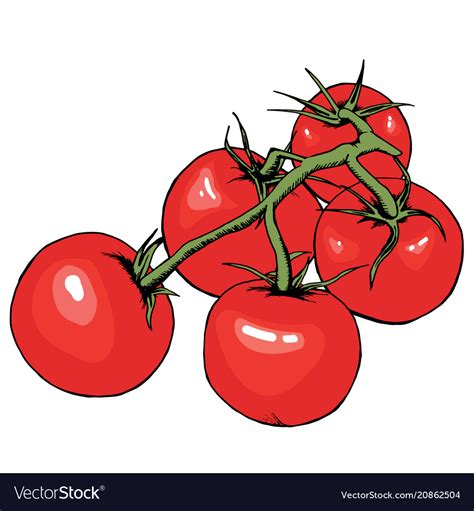 Tomato Drawing Isolated Tomatoes On Branch Vector Image