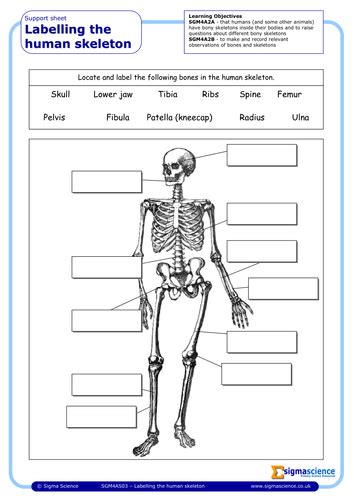 Skeletal System Worksheet Grade 4