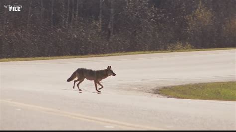 Dhec Two People Exposed To Rabid Coyote In Cayce
