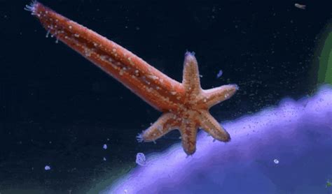 Find funny gifs, cute gifs, reaction gifs and more. Starfish GIF - Find & Share on GIPHY