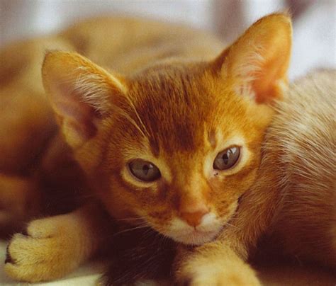 Abyssinian Cat Association Abyssinian Cats Cats Abyssinian