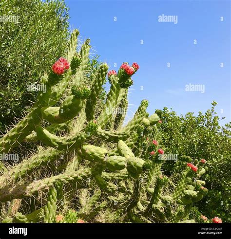 Cane Cholla Cactus Cylindropuntia Imbricata In Sardinia Italy Stock