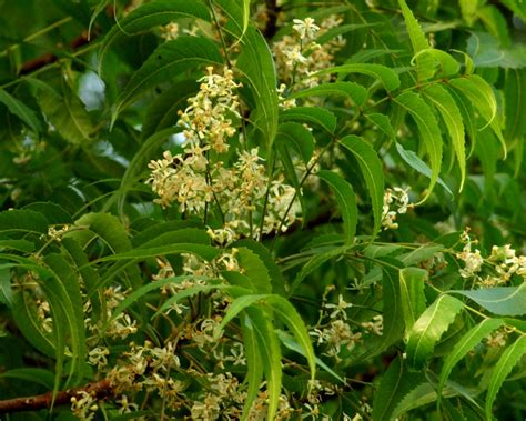 Durch den menschen wurde der niembaum auch auf dem asiatischen, dem afrikanischen, dem amerikanischen und dem australischen kontinent sowie auf den inseln im pazifik heimisch. TrekNature | Azadirachta indica Photo