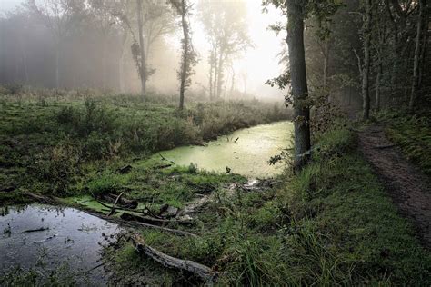 Forest Ditch On A Misty Morning Stan Schaap Photography