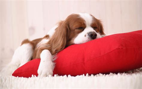 Sleepy Puppy Wallpapers And Images Wallpapers Pictures Photos