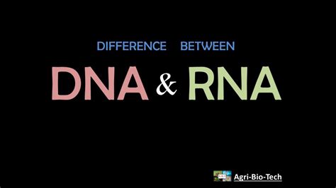 Differences Between Dna And Rna Dna Vs Rna Youtube