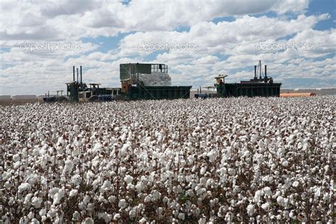 Cotton Fields — Stock Photo © Casadaphoto 44296929