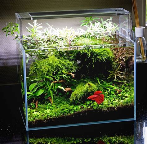 Aq44 — Beautiful Planted Tank For A Betta With Simple