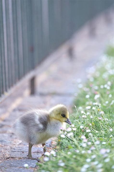 Fluffy Duck Photograph By Andy Denial Pixels