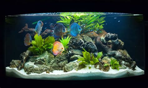 Freshwater Tropical Fish Tank Setup
