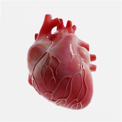 Modelo 3d Corazón Humano Turbosquid 1655072