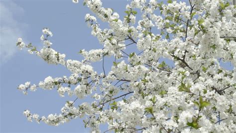 Branches Of White Cherry Tree In Blossom Smoothly Swaying On The Wind