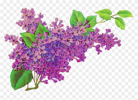 Lilacs Clipart Images Free Download Png Transparent Background