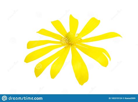 Yellow Spring Flower Isolated Stock Photo Image Of Bouquet Season