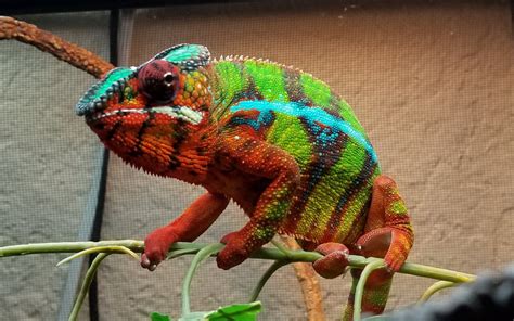 panther chameleon breeders ambilobe specialist gorgeous panther chameleons  sale