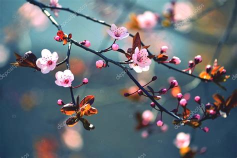 Beautiful Flowering Japanese Cherry Sakura Background With Flowers