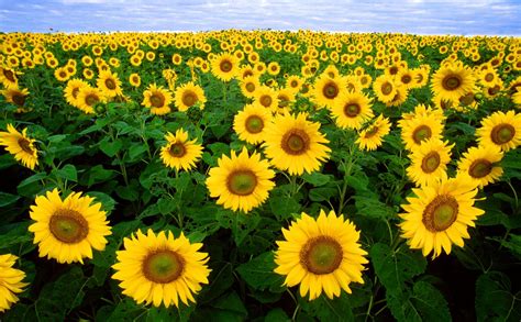 Sunflower General Feedipedia