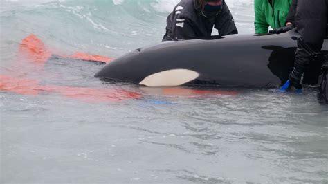 Young Killer Whale Rescued After Stranding On Scottish Beach Live Science