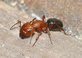 Images of Large Flying Carpenter Ants