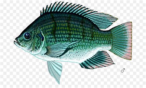 Logo Pemancingan Ikan Mas Png Why So Serious?: Logo Ikan Gabus - Ikan