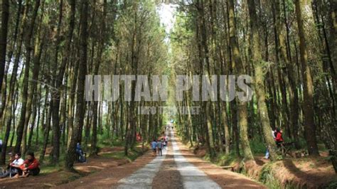 Wisata Hutan Pinus Yogyakarta Droidbreak