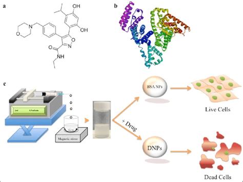 A And B Structure Of Luminespib And Bovine Serum Albumin BSA