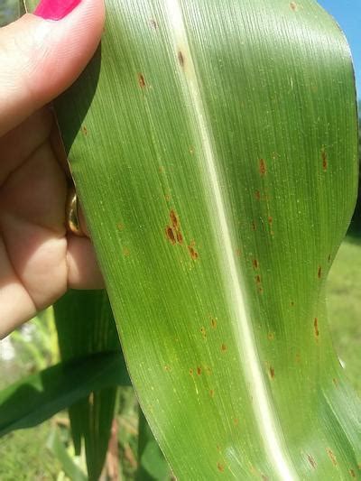 Anthracnose Leaf Blight And Stalk Rot Pests And Diseases