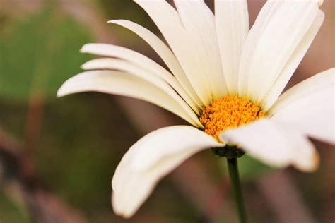 Macro Shot Photography Of Daisy Flower · Free Stock Photo