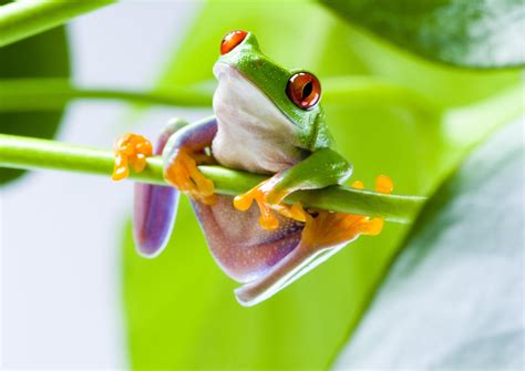 Red Eyed Tree Frog Wallpaper Photos