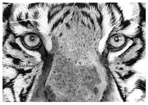 Tiger Eye Drawing Colored Pencil ~ Drawing