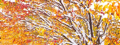 Snow Covered Tree Fall Colors Lewis Carlyle Photography