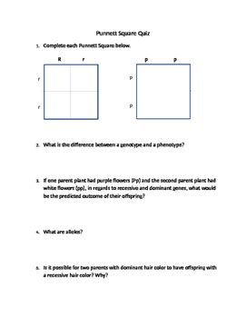 Punnett Square Quiz By Educating With A Purpose TpT