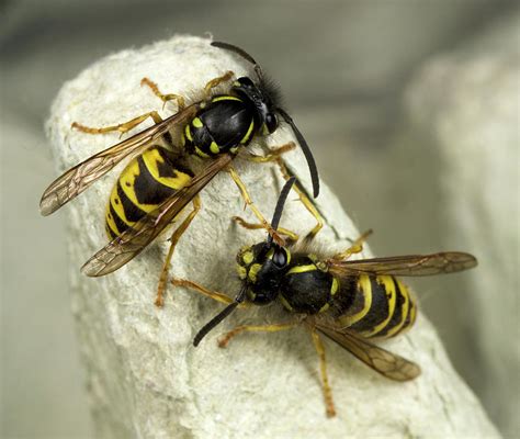 Common Wasps Photograph By Nigel Downer Pixels