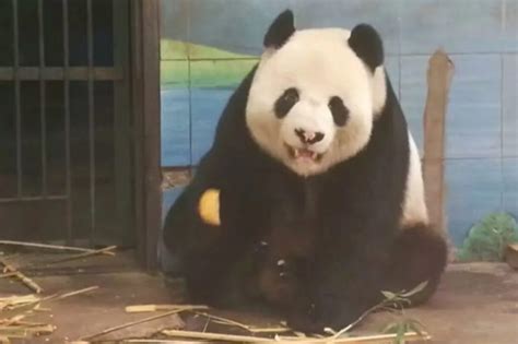 Chinese Zoo Sparks Outrage After Giant Pandas Nose Turns Pink Due To