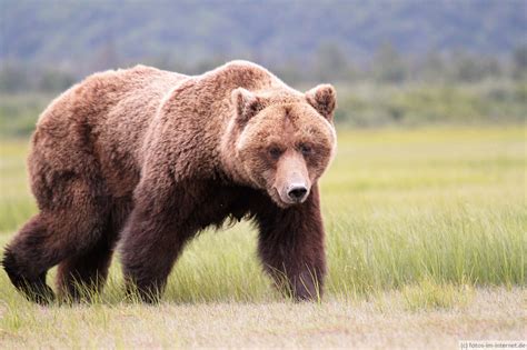 Braunbär - Infos, Lebensraum, Fortpflanzung und Bilder - Fotos im Internet