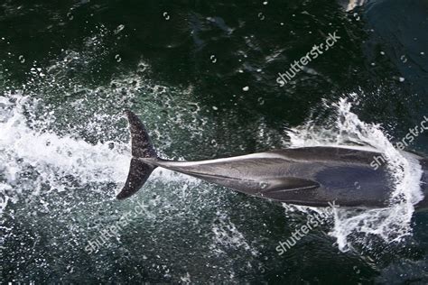 Adult Peales Dolphin Lagenorhynchus Australis Bowriding Editorial Stock