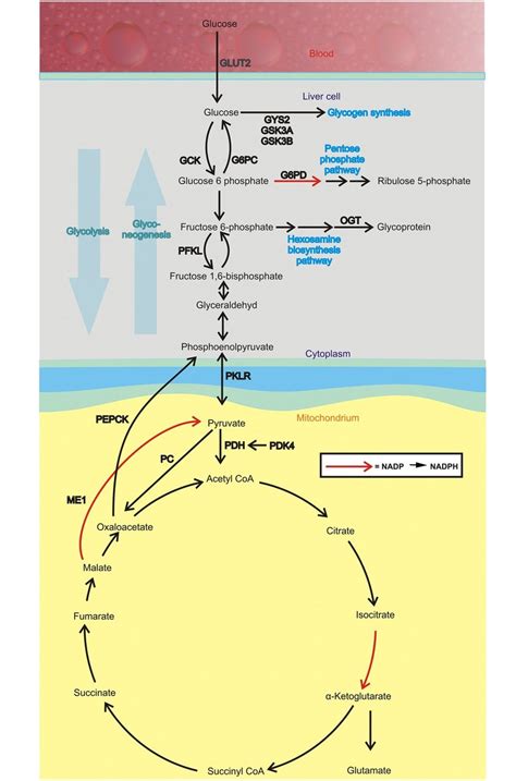 Glucose Metabolism Pathways In The Liver Abbreviations Glucose Download Scientific Diagram