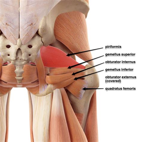 Deep Six Lateral Rotators Its Attachments And Action Yoganatomy