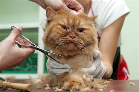 Teddy Bear Cat Haircut 6 Adorable Cuts You Have To See Cat Expedition