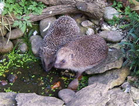 In order for hedgehogs to repopulate, they need to find mates and be able to freely move, migrating from unfortunately, the quest to make our gardens more secure is hindering the hedgehogs' progress. Thirsty hedgehogs in Jean Nichols' garden in Oxfordshire ...