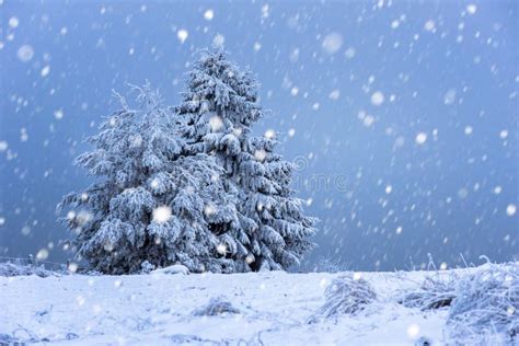 Christmas Background With Snowy Fir Trees Stock Photo Image Of
