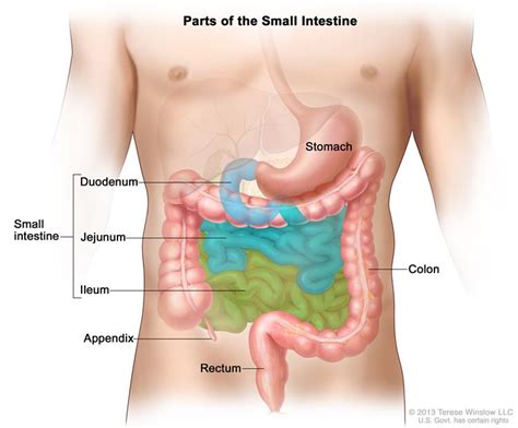 Small Intestine Cancer Treatment Pdq —patient Version