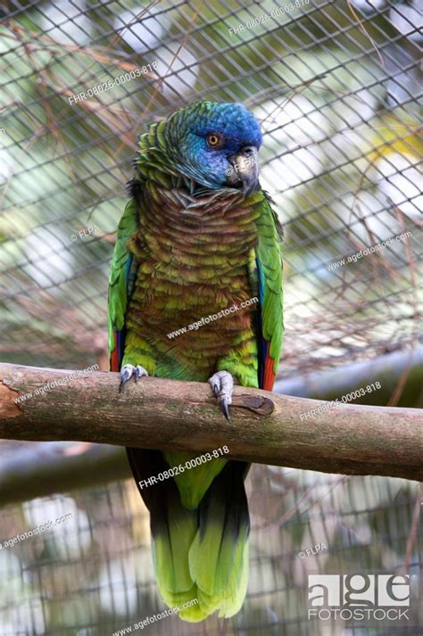 Saint Lucia Parrot Amazona Versicolor Adult Perched On Branch Stock