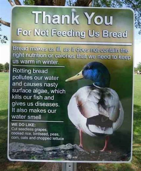Why You Should Not Feed Wild Ducks