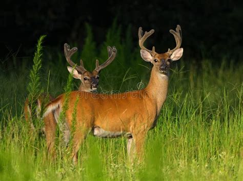 Two White Tailed Deer Bucks In Tall Grass In Central Florida Stock