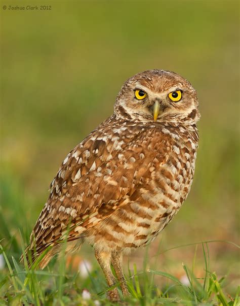 Burrowing Owl Taken In Broward County Florida By
