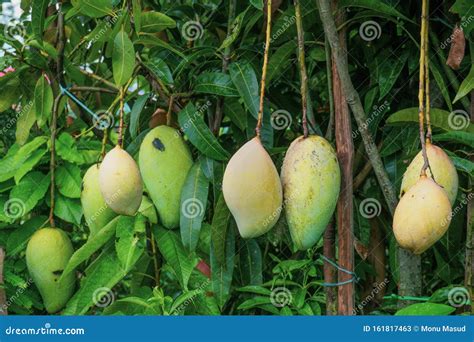 A Mango Hangs In A Beautiful Garden This Is A Delicious Fruit Mango