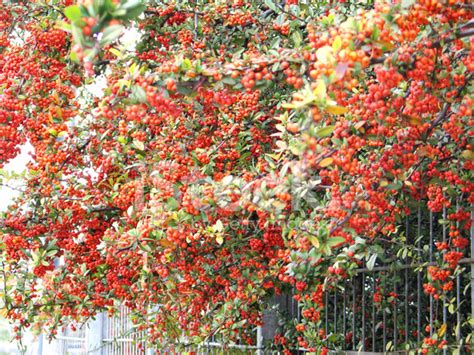 Dogwood trees are native to countries in southern europe and southwestern asia. Plant Full of Little Red Fruit Stock Photos - FreeImages.com