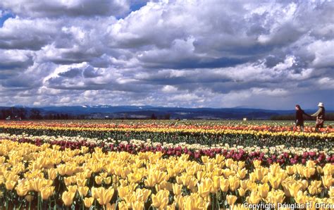 Take Time And Explore The Tulip Farms Around Woodburn Oregon Douglas