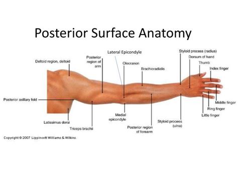 Posterior Surface Anatomy